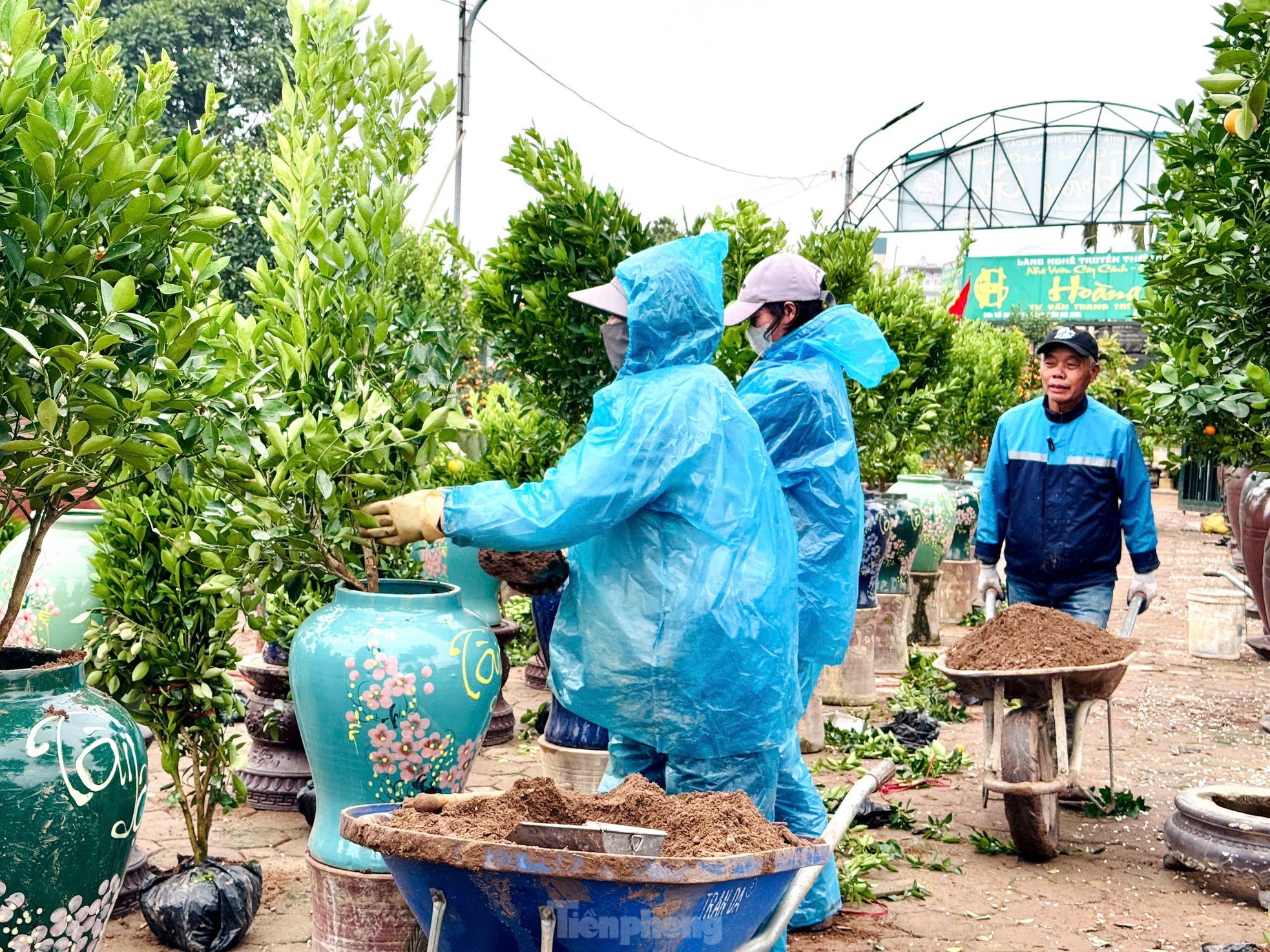 ទោះបីជាមានភ្លៀងធ្លាក់ និងសើមក៏ដោយ ក៏ប្រជាជននៅរដ្ឋធានី Tu Lien នៅតែទៅសួនច្បារ ដើម្បីរៀបចំដំណាំថ្មី។