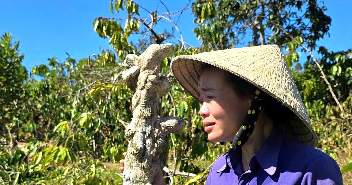 Detained suspect for destroying hundreds of pepper and coffee plants of a woman