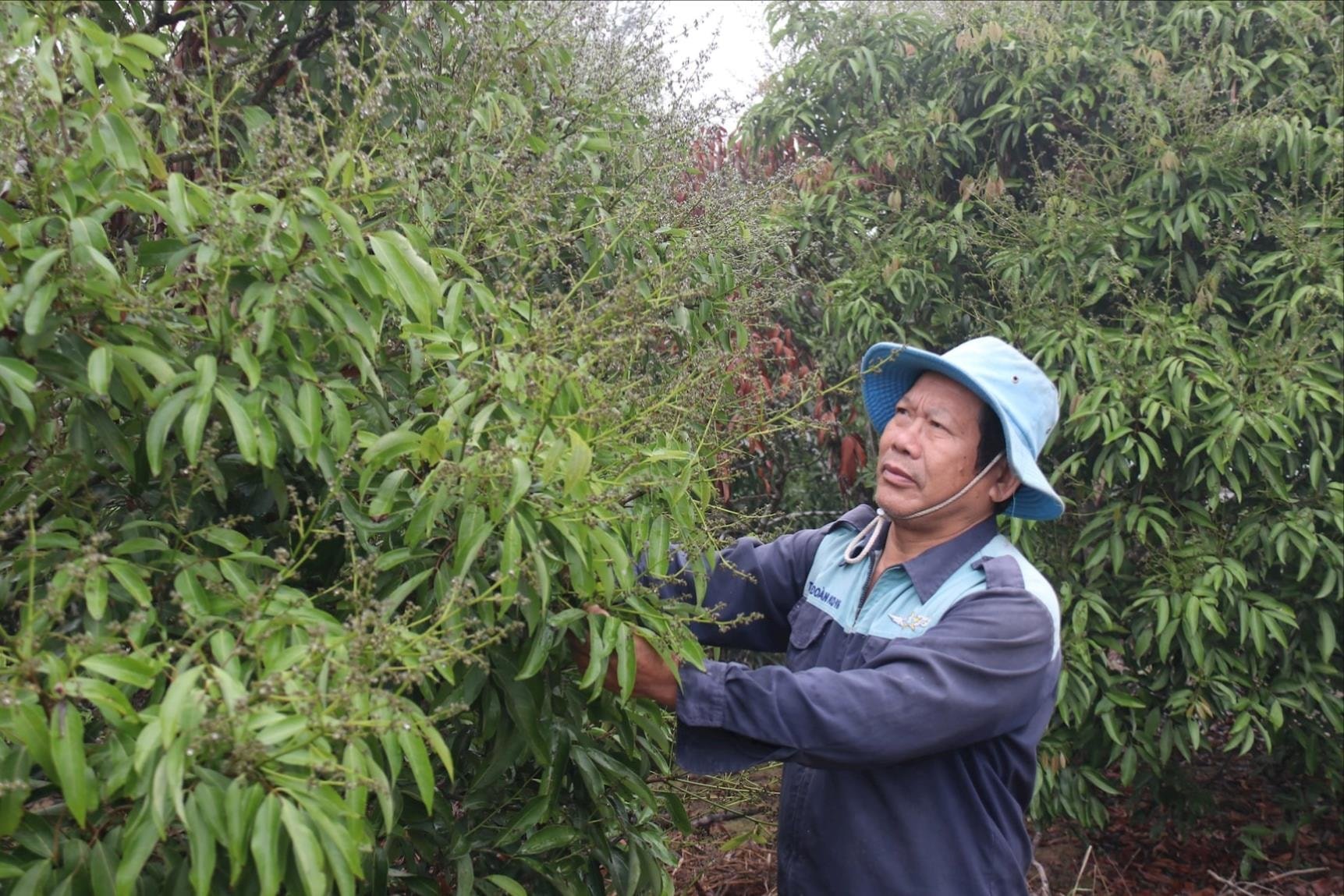 Litschiblüten in voller Blüte – Thanh Ha-Bauern erwarten eine süße Obstsaison