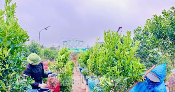 Despite the drizzle and humidity, people in the kumquat capital of Tu Lien still go to the garden to prepare for the new crop.