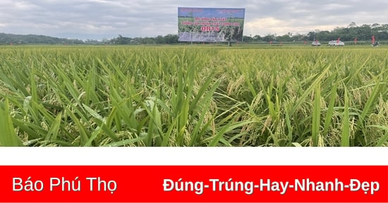 Toàn tỉnh có 445 vùng sản xuất nông nghiệp tập trung