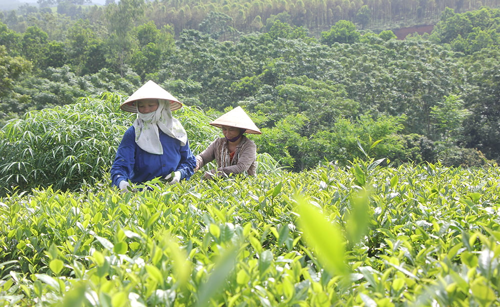 Nâng cao giá trị, sức cạnh tranh cho sản phẩm địa phương