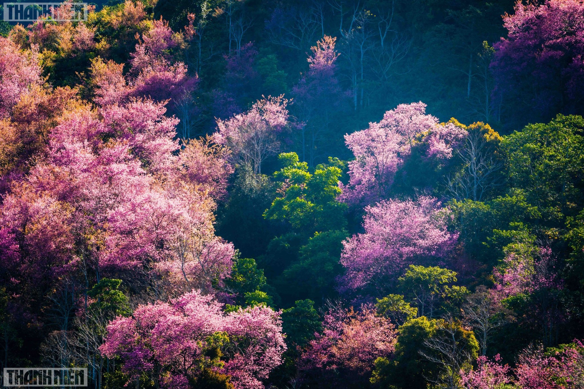 6 places to take photos of cherry blossom season in Da Lat, dreamy like in Korean movies