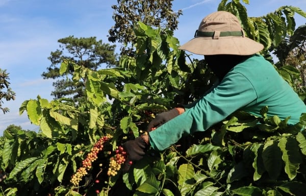 Le prix du café aujourd'hui, le 18 février 2025, a augmenté de 1 000 VND/kg