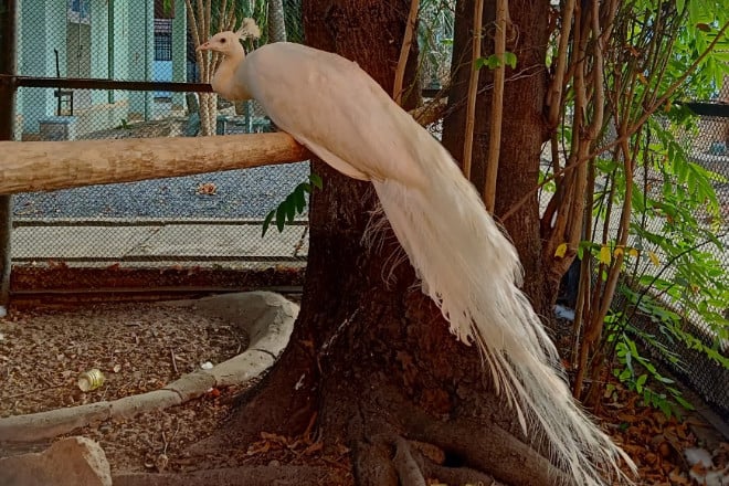 Ein Pfau ist in ein Haus in Thu Duc City geflogen.