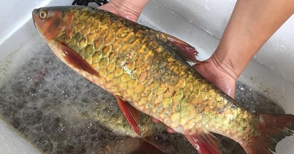 Silver carp, a slow-growing fish, is a famous five-season fish in Ha Giang, with golden fins and firm, sweet meat.