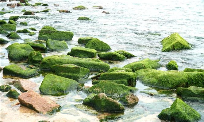 [Foto] Los turistas acuden en masa al pueblo pesquero de Nhon Hai para registrarse durante la temporada de musgo verde. Foto 5