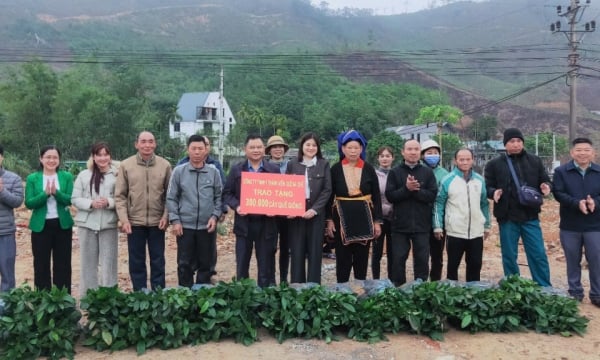 Don de plus de 150 000 plants de cannelle aux agriculteurs du district de Ba Che