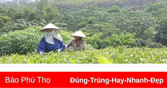 Nâng cao giá trị, sức cạnh tranh cho sản phẩm địa phương