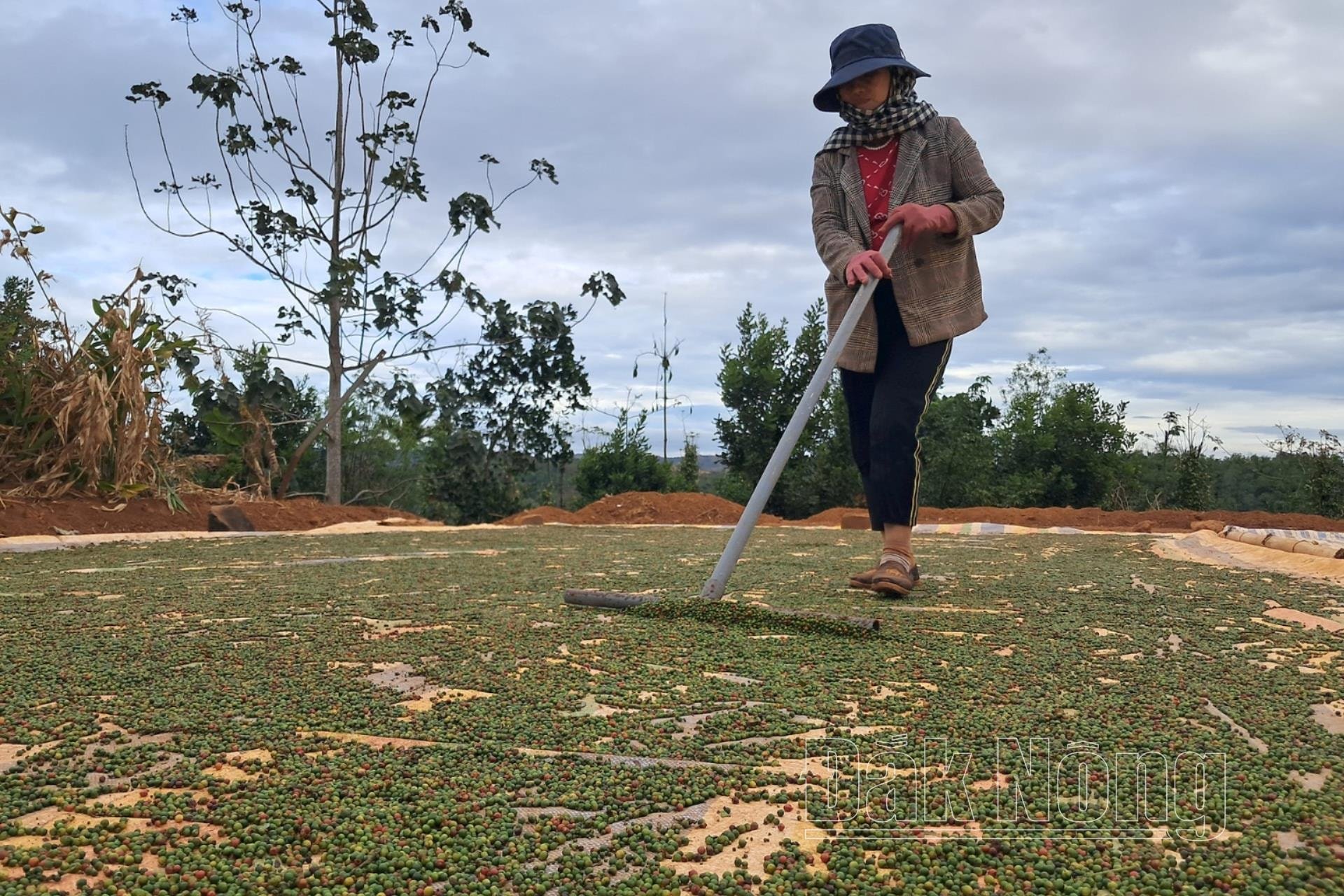 Toàn cầu sụt giảm nguồn cung, giá tiêu Việt Nam liên tục tăng cao, nông dân lãi ngay hàng trăm triệu - Ảnh 2.