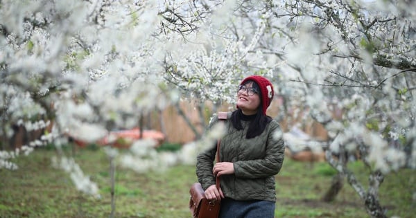 バクハー高原の純白の梅の花に魅了される