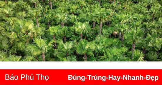 Nghề làm mành cọ ở Quảng Yên