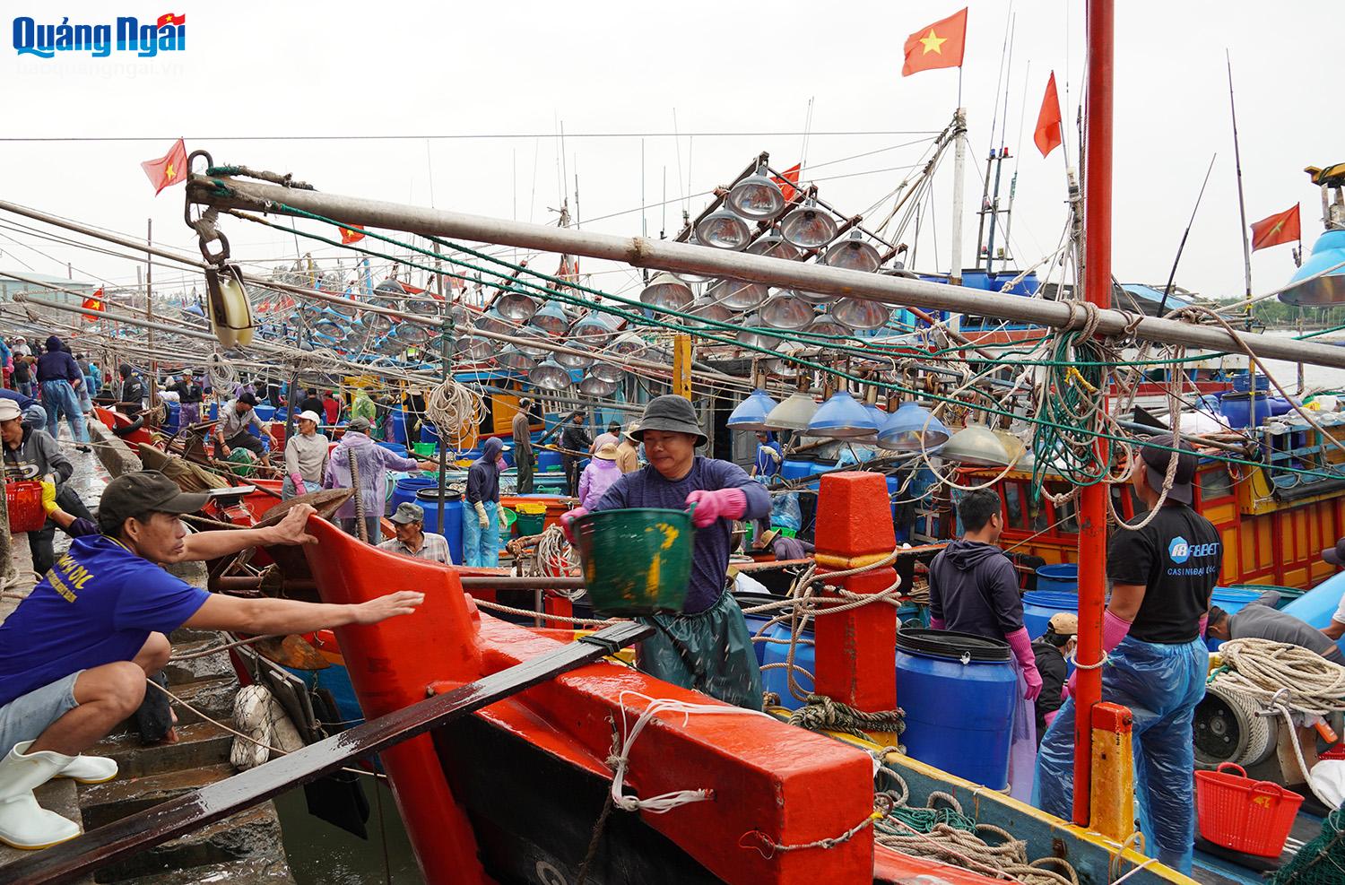 Tinh Ky Port (Quang Ngai City) is as happy as a festival these days. From early morning, anchovy fishing boats have been bustling back to shore after a night of fishing, in the joy of a good harvest for fishermen. This is a good sign, a motivation for fishermen to go out to sea.