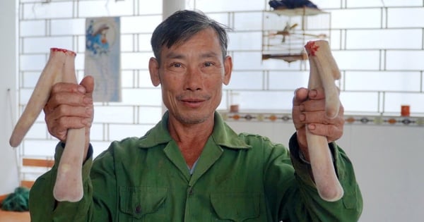 A district in Ha Tinh earned 220 billion thanks to cutting deer antlers, a great tonic, deer are wild animals.