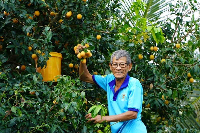 Old farmer in Vinh Long successfully processed pomelo to produce fruit in different seasons