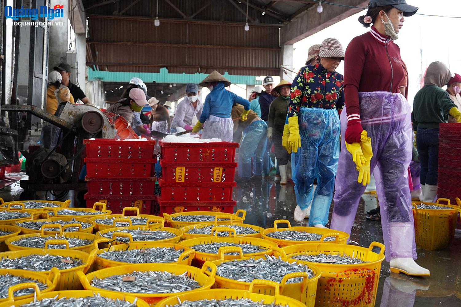 Not only fishermen, but also workers loading and unloading fish and ice at Tinh Ky fishing port have a stable income of 300 - 400 thousand VND/day.