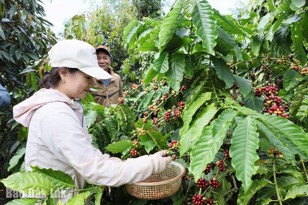 Giá cà phê - Ảnh 1.