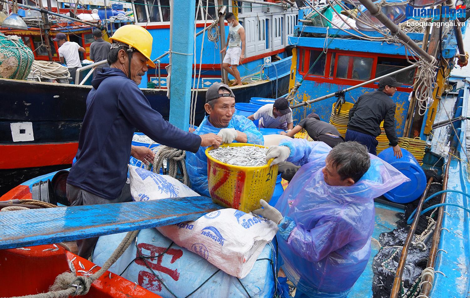 According to fishermen, most fishing boats catch 7-8 tons of anchovies. Many boats harvest a “huge” 18-20 tons.