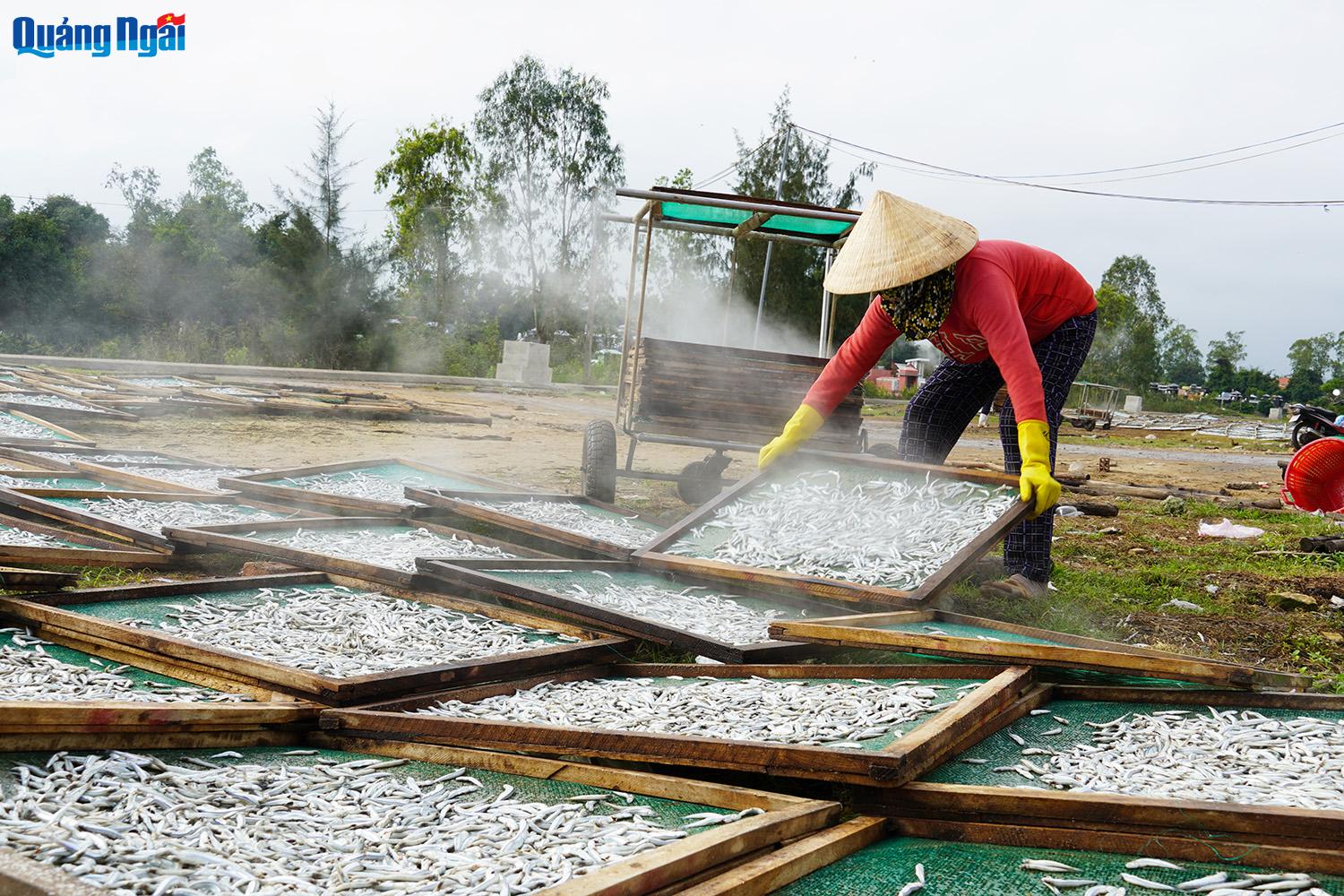 About 3kg of fresh fish will make 1kg of dried fish. Dried anchovies are sold domestically and internationally.