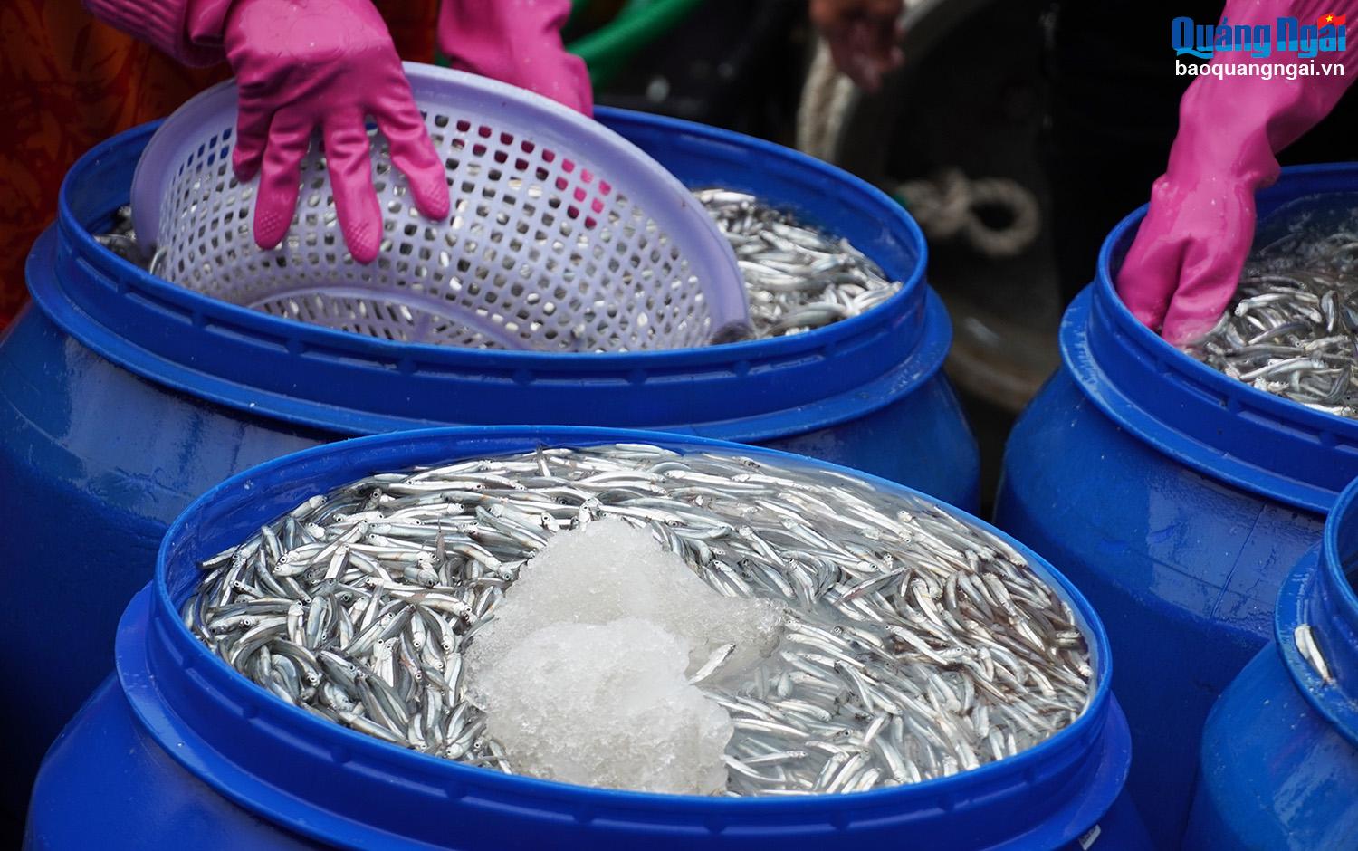 Last year, anchovies cost from 10,000 to 30,000 VND/kg, depending on the type, but now they cost from 14,000 to 40,000 VND/kg. A good harvest and good prices make fishermen happy. After deducting expenses, each crew member earns several million VND.