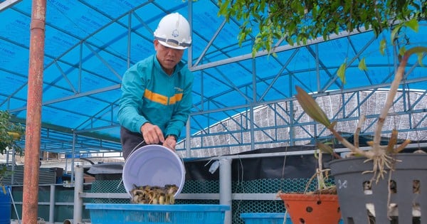 Der Anbau einer Art, die mit Wasserginseng verglichen wird, hilft, die Physiologie zu verbessern, ein Bauer in Thai Binh verkauft einen Tank für 40-50 Millionen