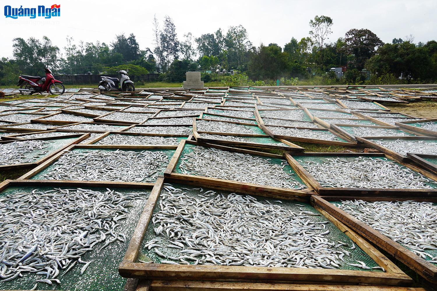 During this season, passing through Tinh Ky commune, we can easily see the image of anchovy trays drying along the roads.