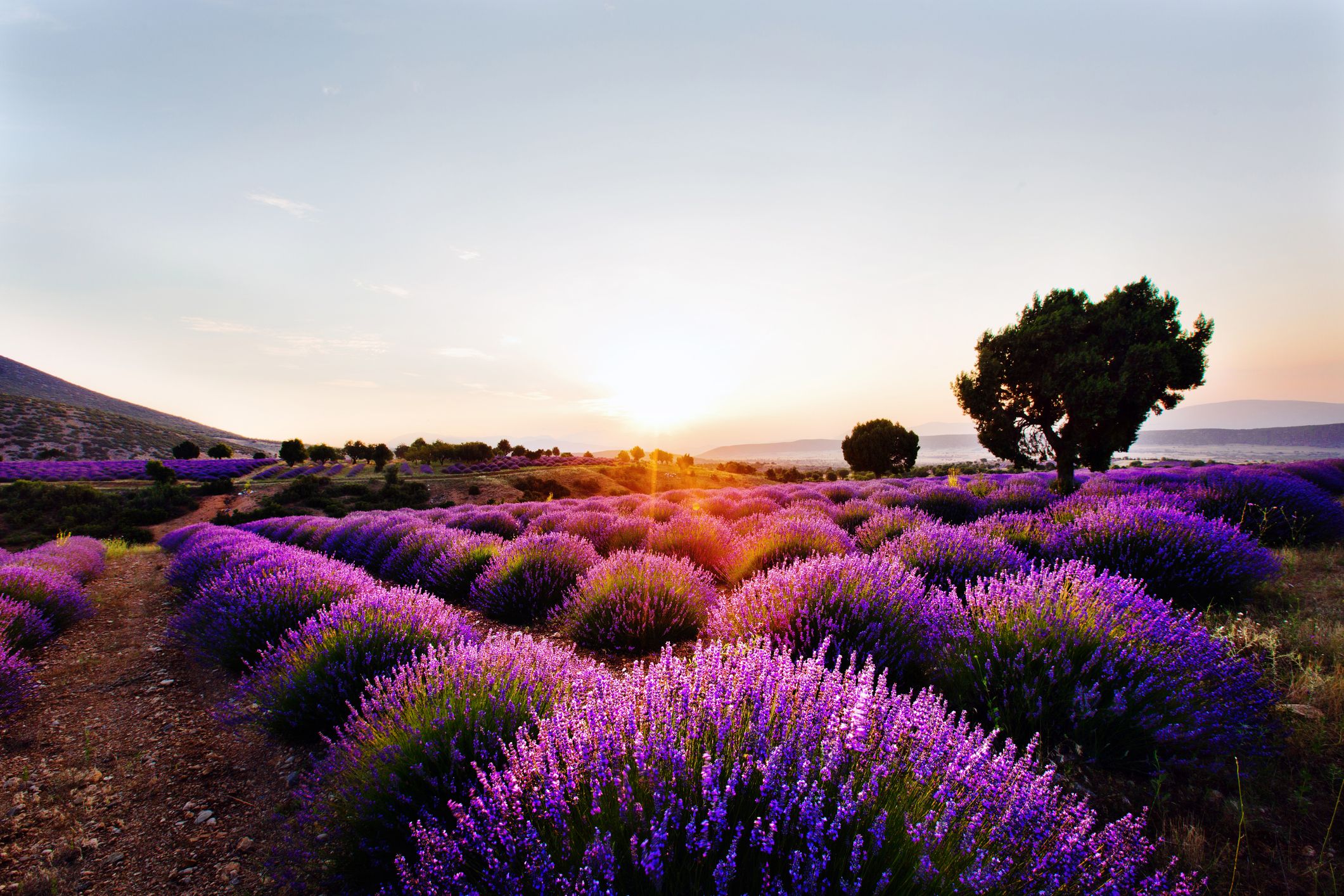 Bewundern Sie die Lavendelsaison in der Türkei: Magische Schönheit in der violetten Steppe