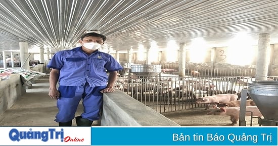 Veteran earns 300 million VND per year from closed pig farm