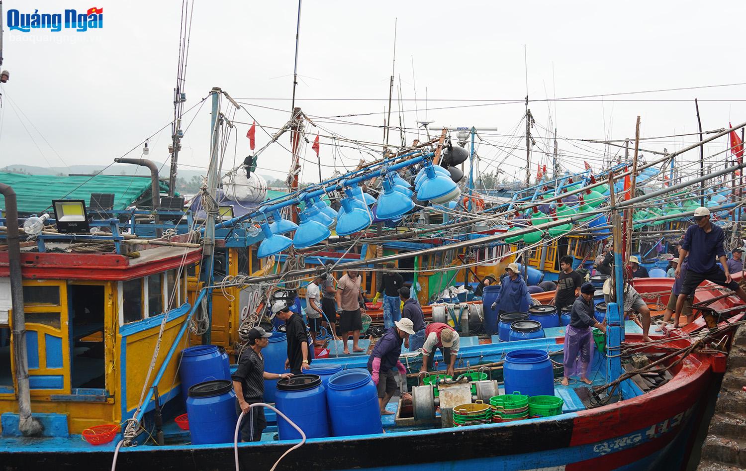 Tinh Ky commune currently has a fleet of up to 40 anchovy fishing boats, with more than 200 workers.