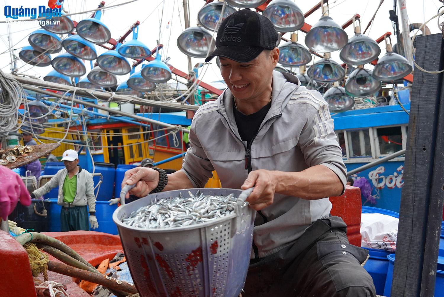 Anchovy harvest season