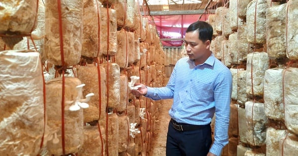 Hanging ropes to grow a type of "delicious vegetable" that is good for health, a Quang Tri farmer earns 700 million/year