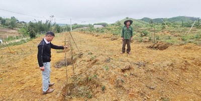 Trồng cây dược liệu ở A Lưới: Công ty “thất hứa”, người dân gặp khó