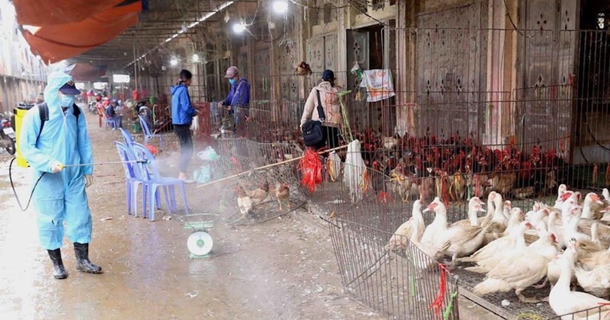 Hanoi focuses on preventing the risk of bird flu transmission to humans