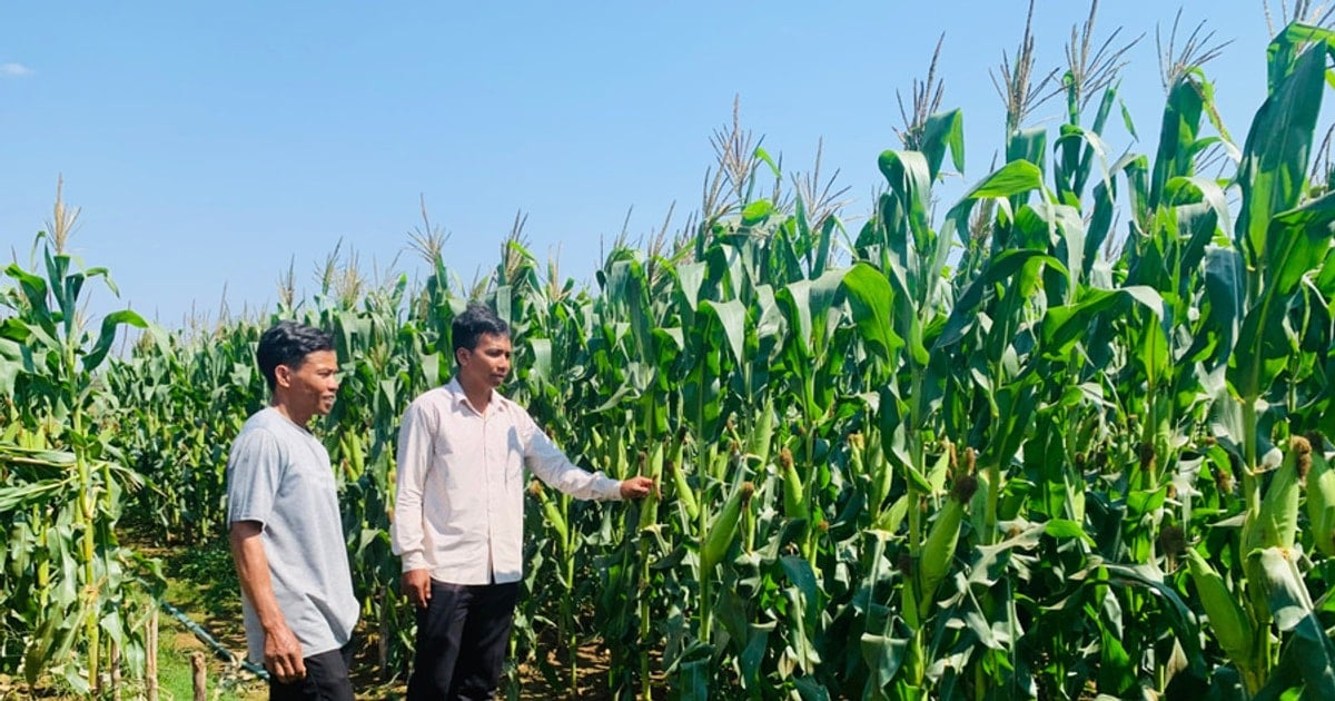 The effectiveness of converting inefficient rice land to corn land