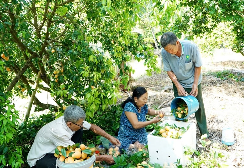 The pomelo tree bears fruit in the off-season and has brought high economic efficiency to many old farmers in Binh Minh town.