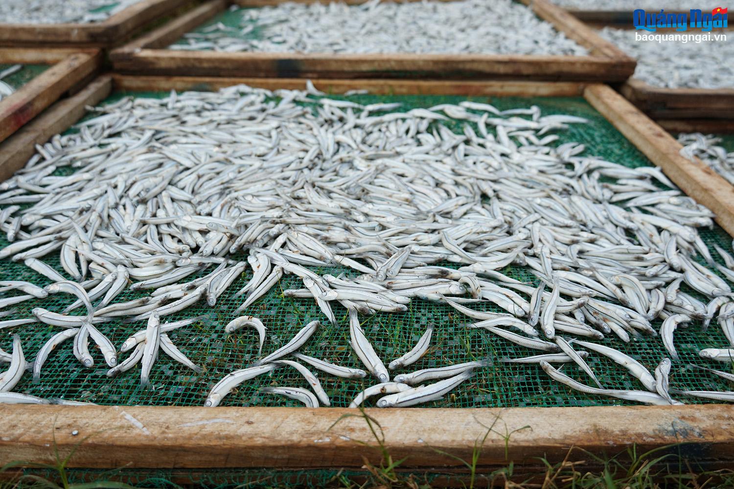 After steaming, the anchovies will be dried before processing.