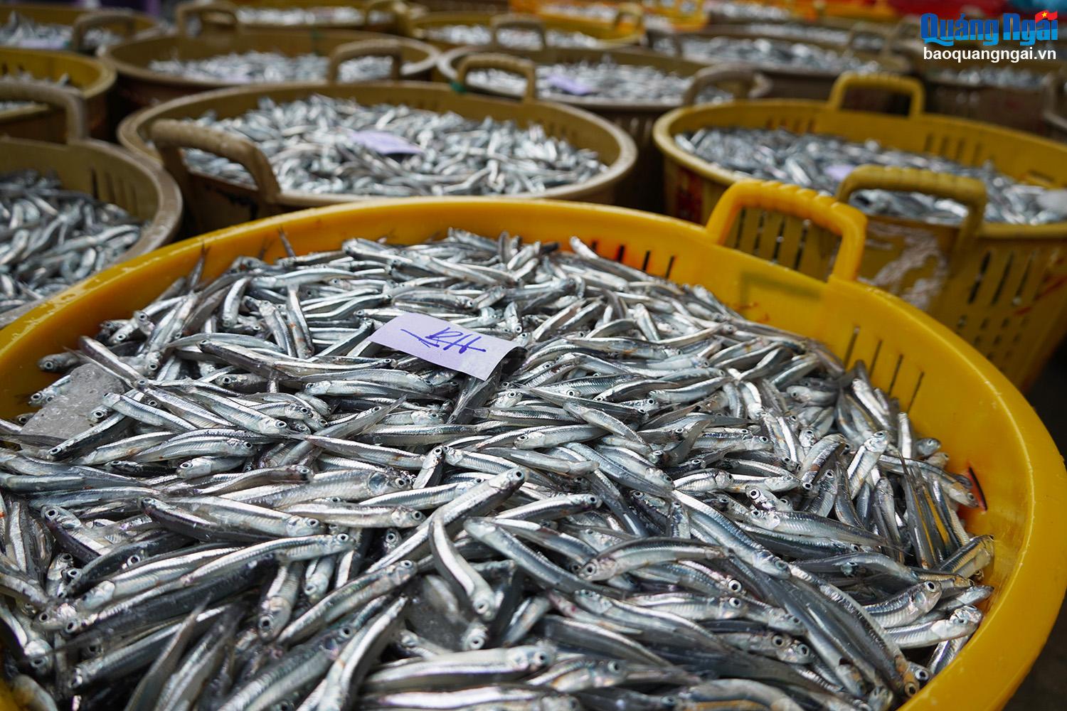 Anchovies appear from January to April of the lunar calendar every year in the Quang Ngai sea area.