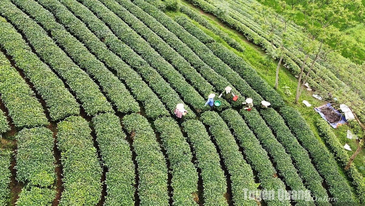 Đón lộc chè Xuân