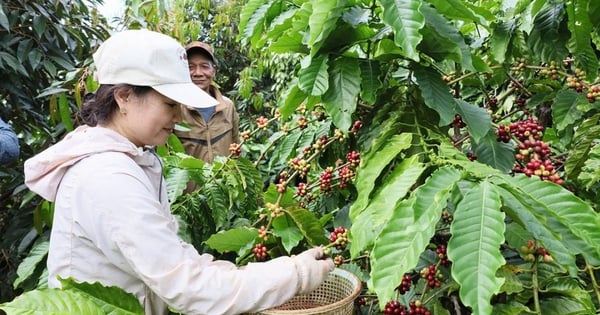 Unprecedentedly, the price of a type of Vietnamese nut has reached a world peak, and it is also in high demand when roasted and ground.