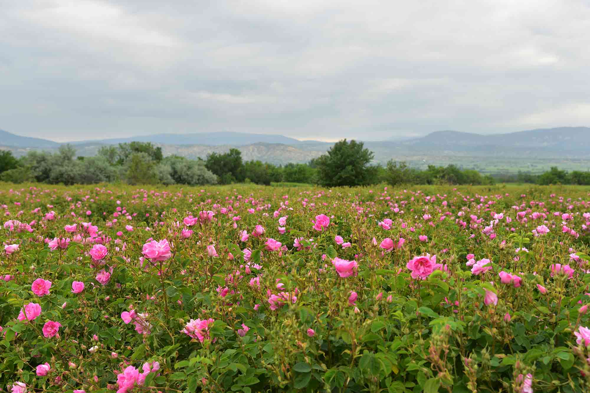 Descubra la temporada de rosas en Turquía: dulce belleza en el corazón de Anatolia