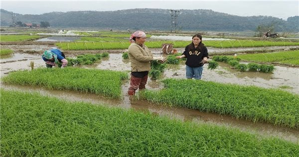 Lao Cai: Proaktive Bewässerungslösungen für den Anbau von Frühjahrskulturen