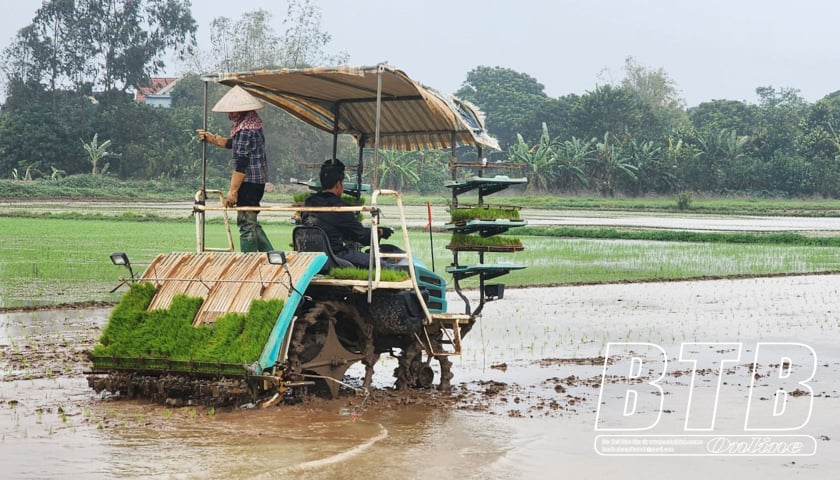 Mechanization in spring rice cultivation