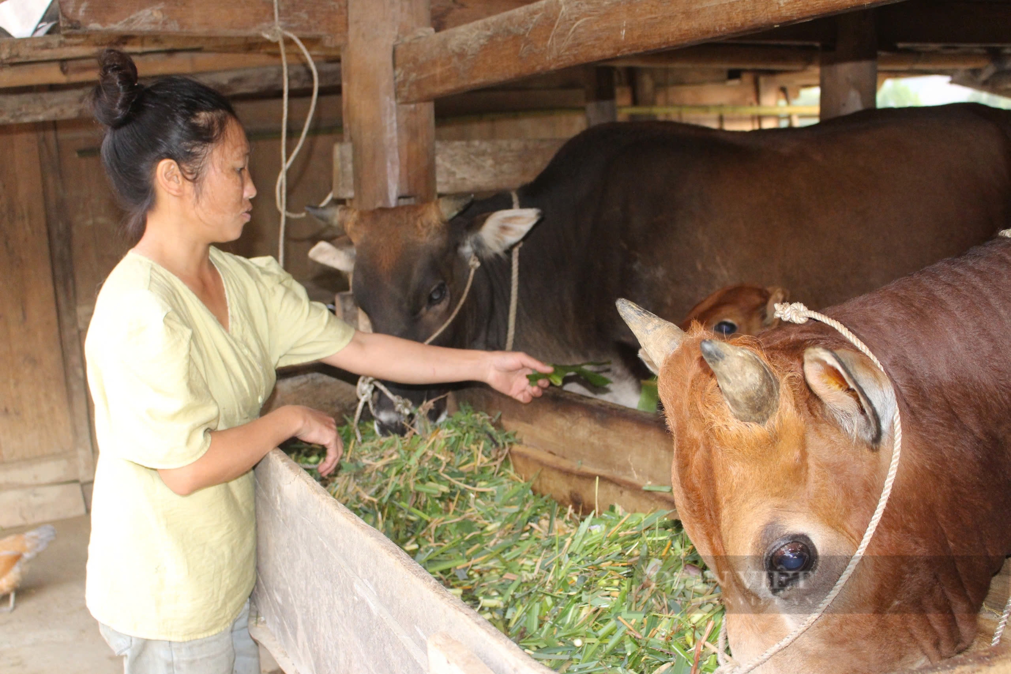 Động lực nào giúp người Cờ Lao ở Hà Giang vươn lên thoát nghèo? - Ảnh 2.