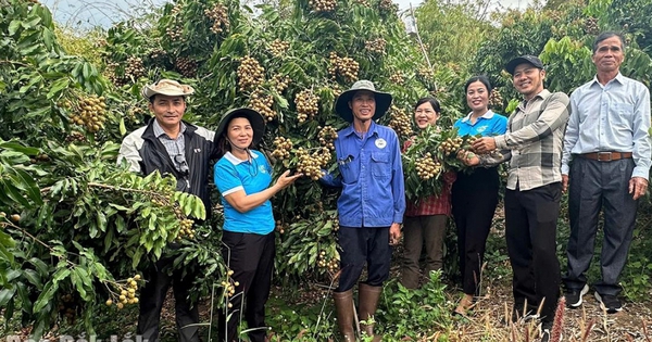 Một cặp vợ chồng Đắk Lắk thử nghiệm 2 loại cây ở 9ha đất sỏi, ai ngờ trái ra quá trời, thu tiền tỷ