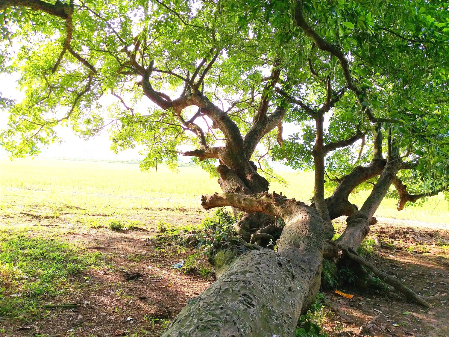 Một nơi ở Phú Thọ có 