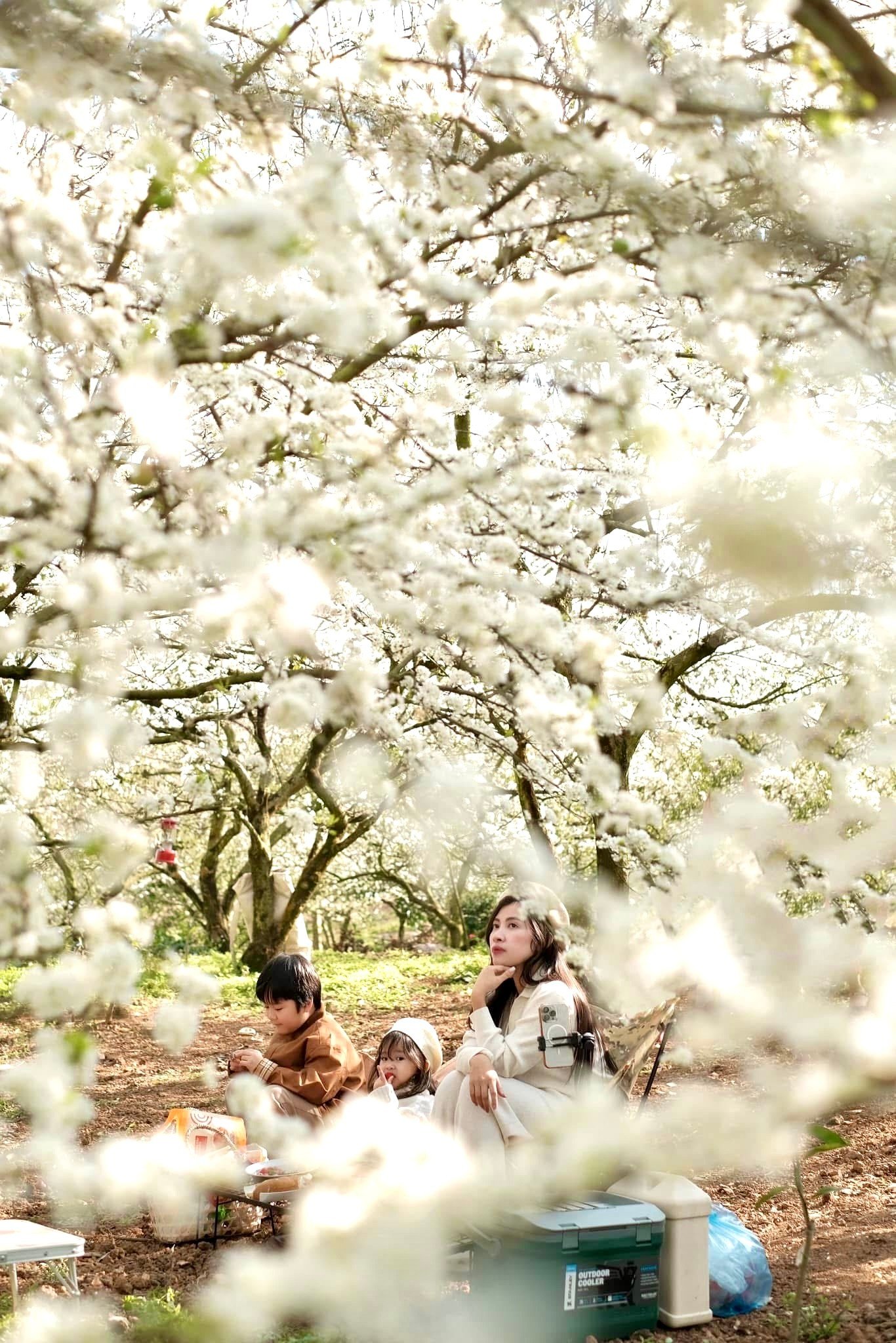 早春のモクチャウ高原に白い梅の花が咲く（写真18）