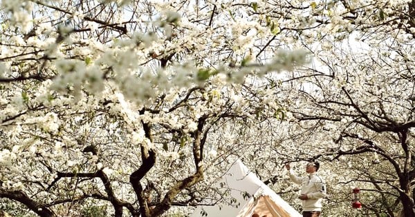 Les fleurs de prunier fleurissent en blanc sur le plateau de Moc Chau au début du printemps