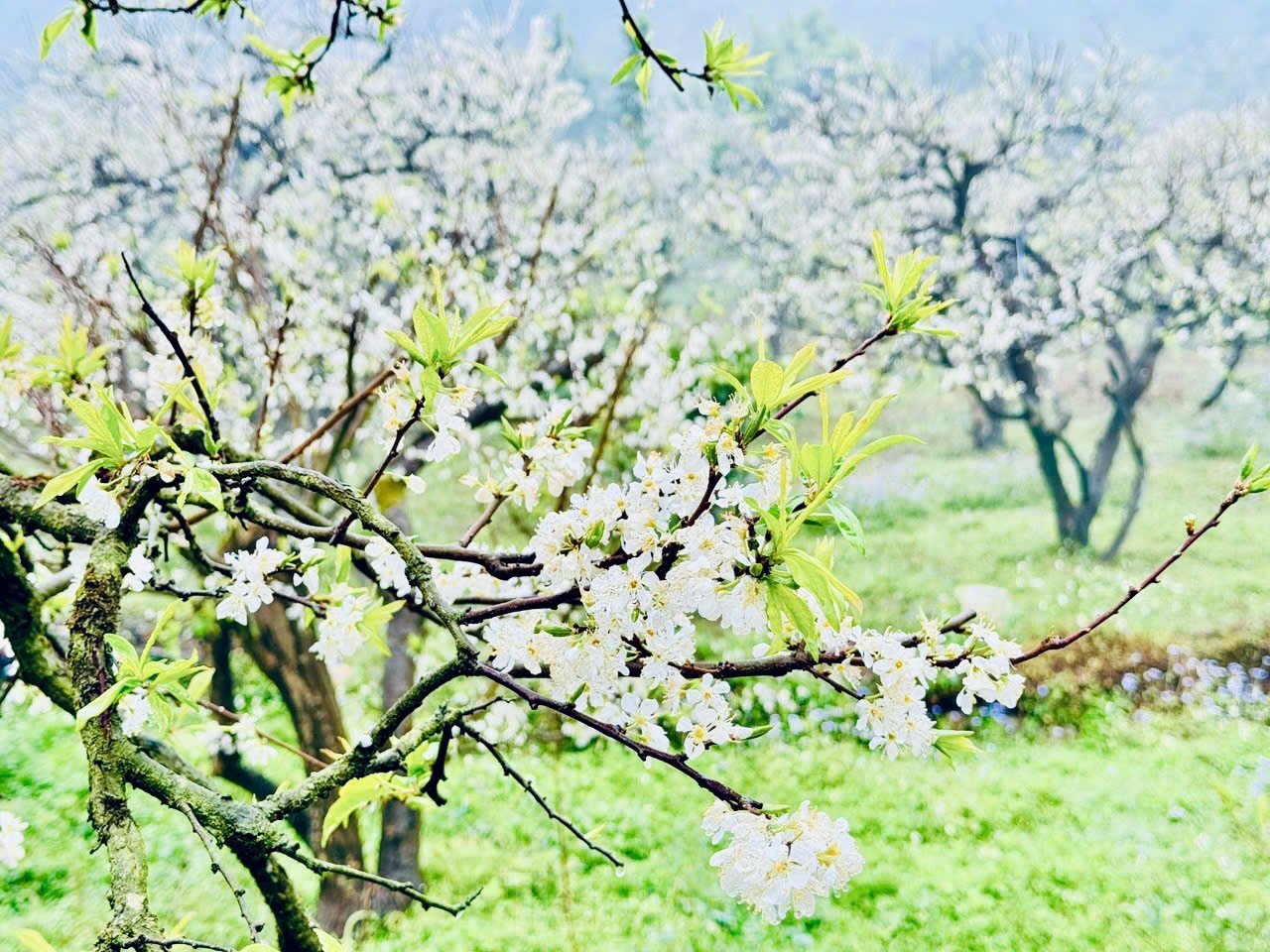 早春のモクチャウ高原に白い梅の花が咲く（写真4）