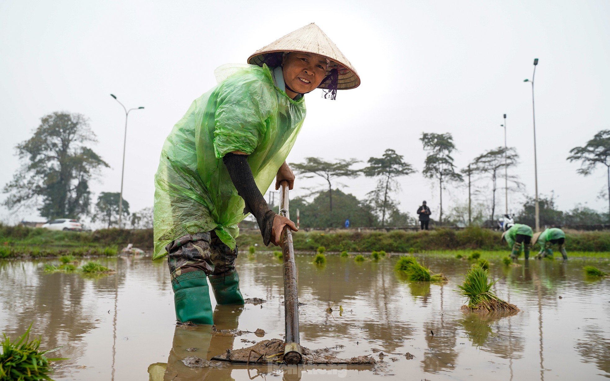 Hanoi farmers wade through rice fields to plant rice in drizzle and cold wind photo 3