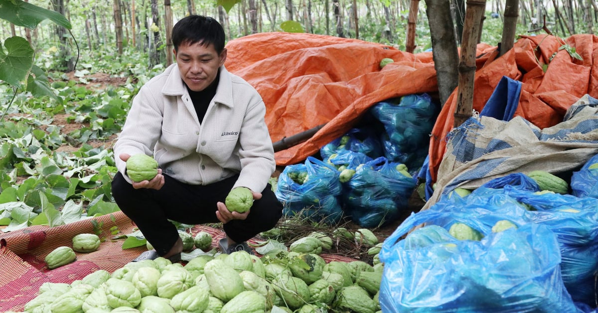 Le prix de la chayote chute à 300 VND/kg, les agriculteurs de Nghe An en déversent partout dans leurs champs